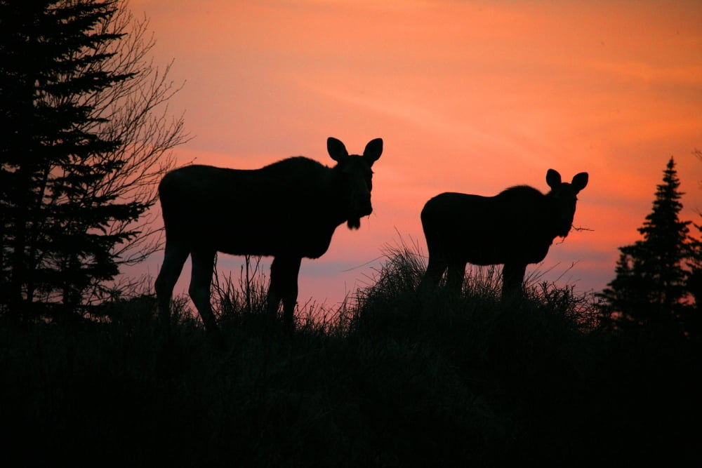 Moose Silhouetted At Sunset Near Gunners Cove Newfoundland Canvas Art - Robert Postma Design Pics (36 x 24)