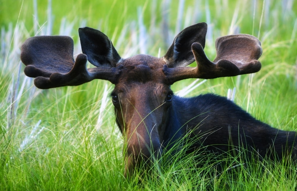 Moose Sitting In A Green Field Of Grass Canvas Art - Richard Wear Design Pics (34 x 22)