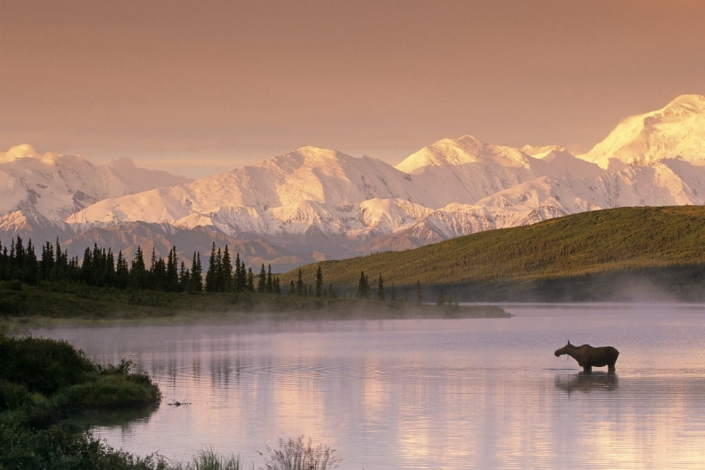 Moose Standing In Wonder Lake Below Alaska Range In Canvas Art - Michael DeYoung Design Pics (17 x 11)