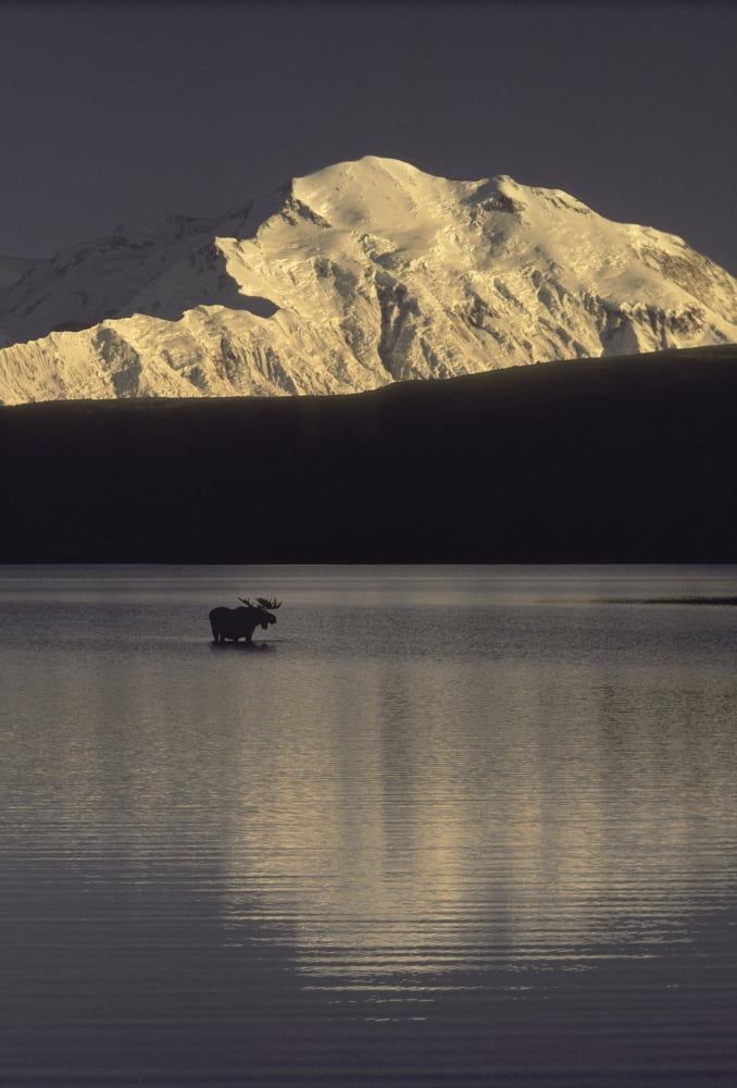 Moose Standing In Wonder Lake Mount Mckinley Summer Interior Alaska Canvas Art - Ron Sanford Design Pics (11 x 17)