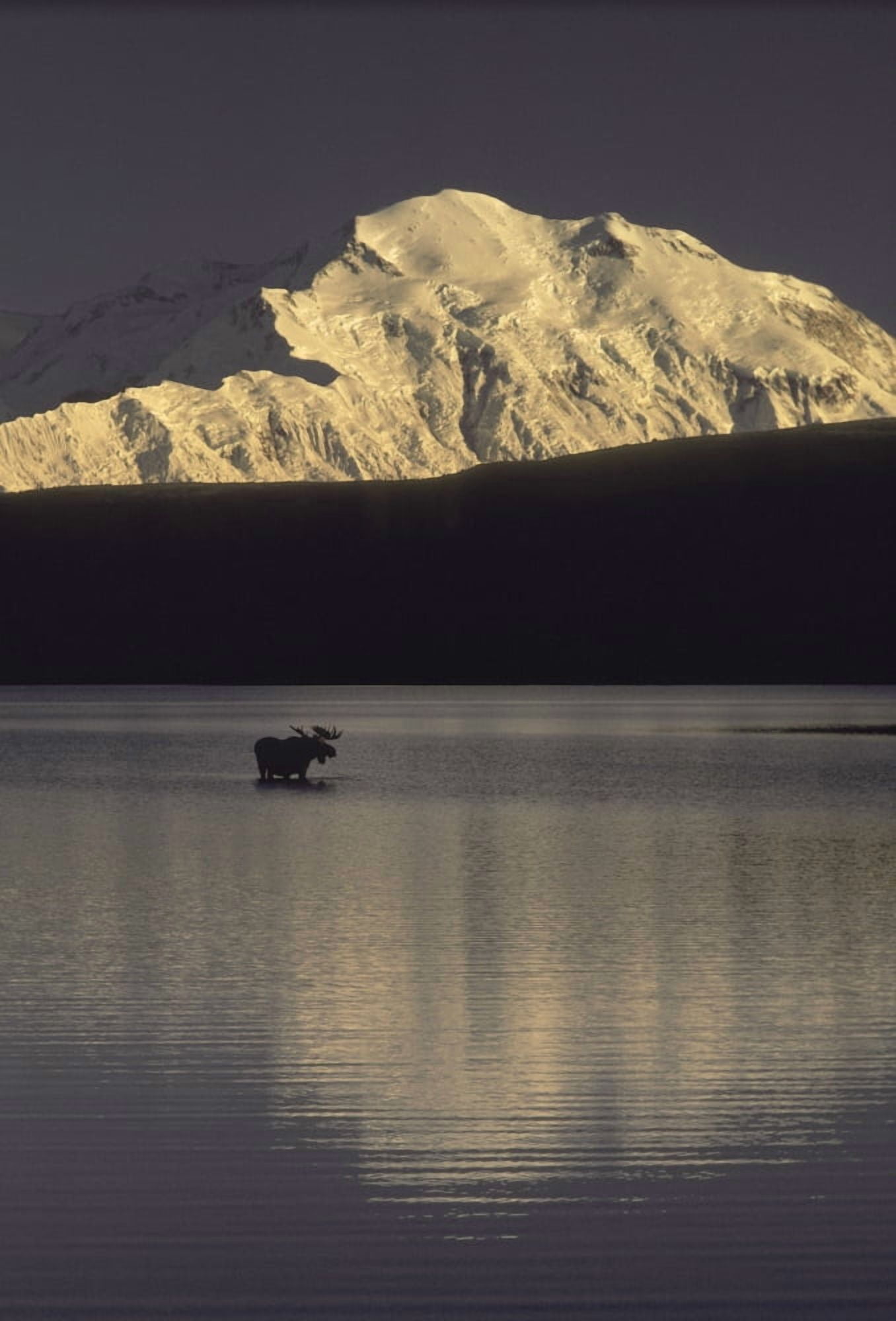 Moose Standing In Wonder Lake Mount Mckinley Summer Interior Alaska Canvas Art - Ron Sanford Design Pics (22 x 34)