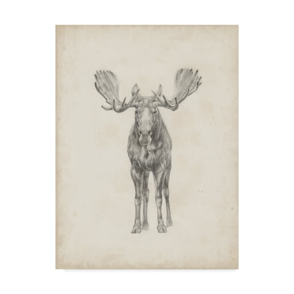 Moose Study Illustration' Canvas Art by Ethan Harper