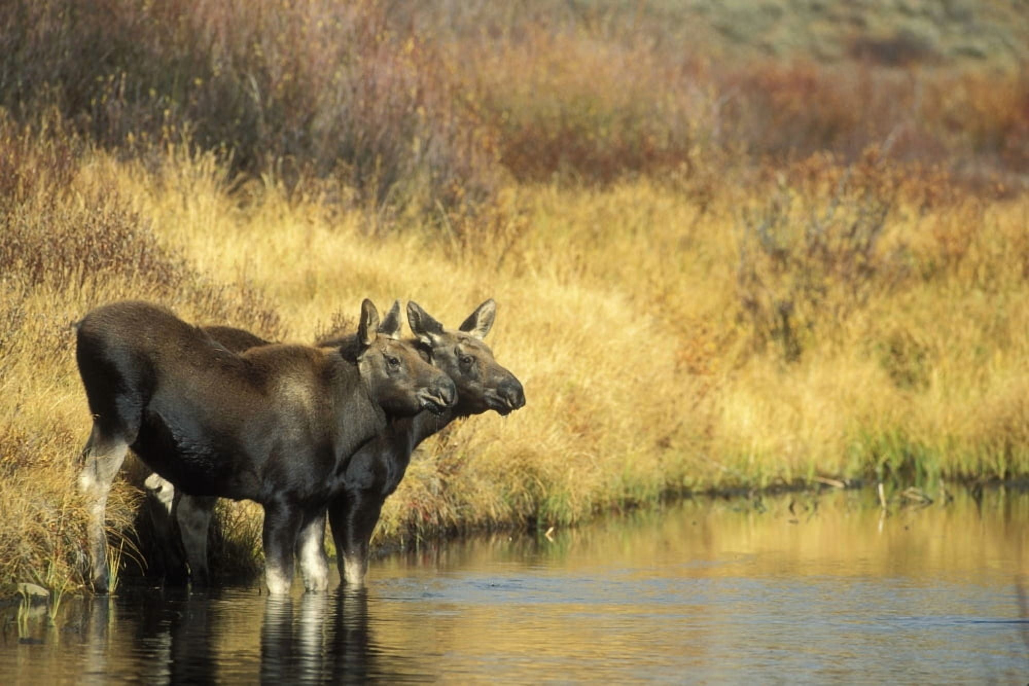 Moose Twin Calves Standing On Stream Bank In Fall Grand Teton National Park Wyoming Canvas Art - Milo Burcham Design Pics (34 x 22)