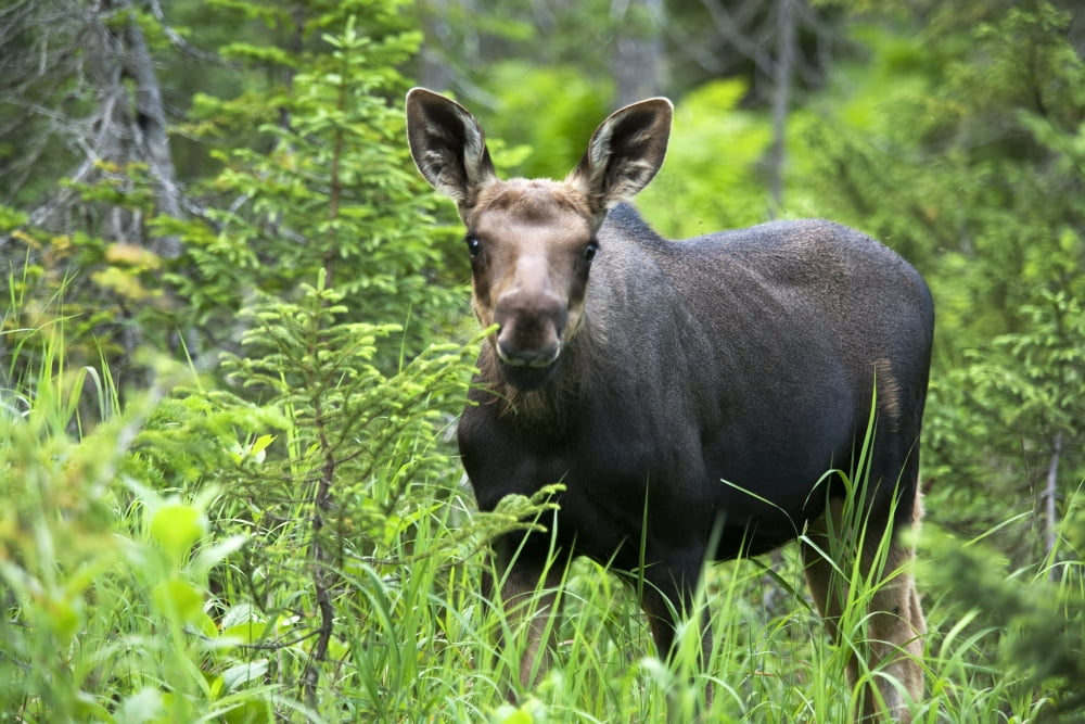 Moose Two Month Old Moose Standing In A Forested Area Alces Alces Gaspesie National Park Province Of Quebec Canada Canvas Art - Philippe Henry Design Pics (34 x 22)