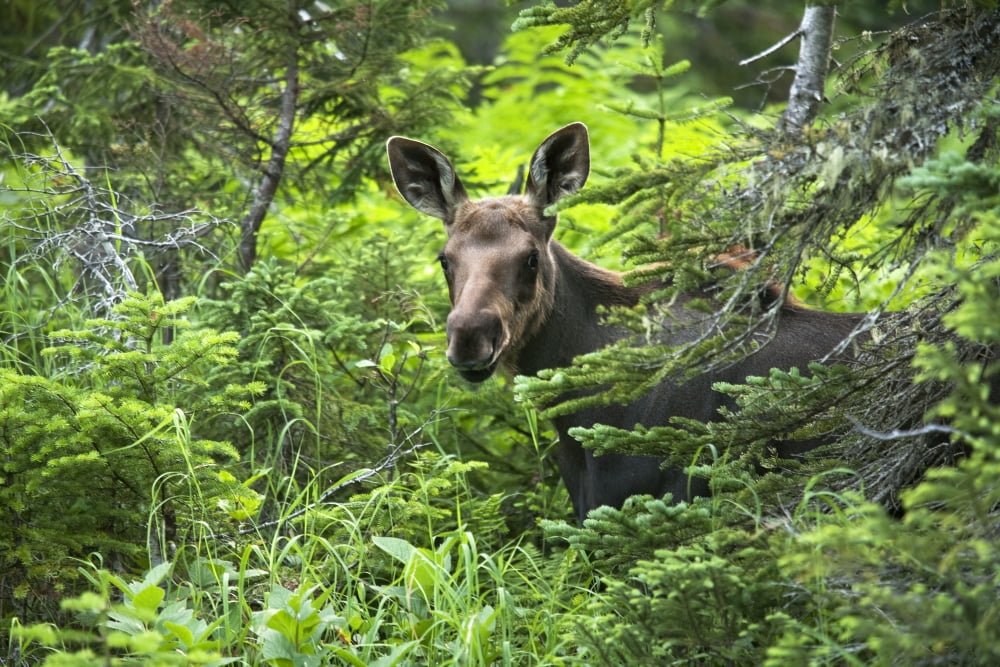 Moose Two Month Old Moose Standing In A Forested Area Alces Alces Gaspesie National Park Province Of Quebec Canada Canvas Art - Philippe Henry Design Pics (34 x 22)