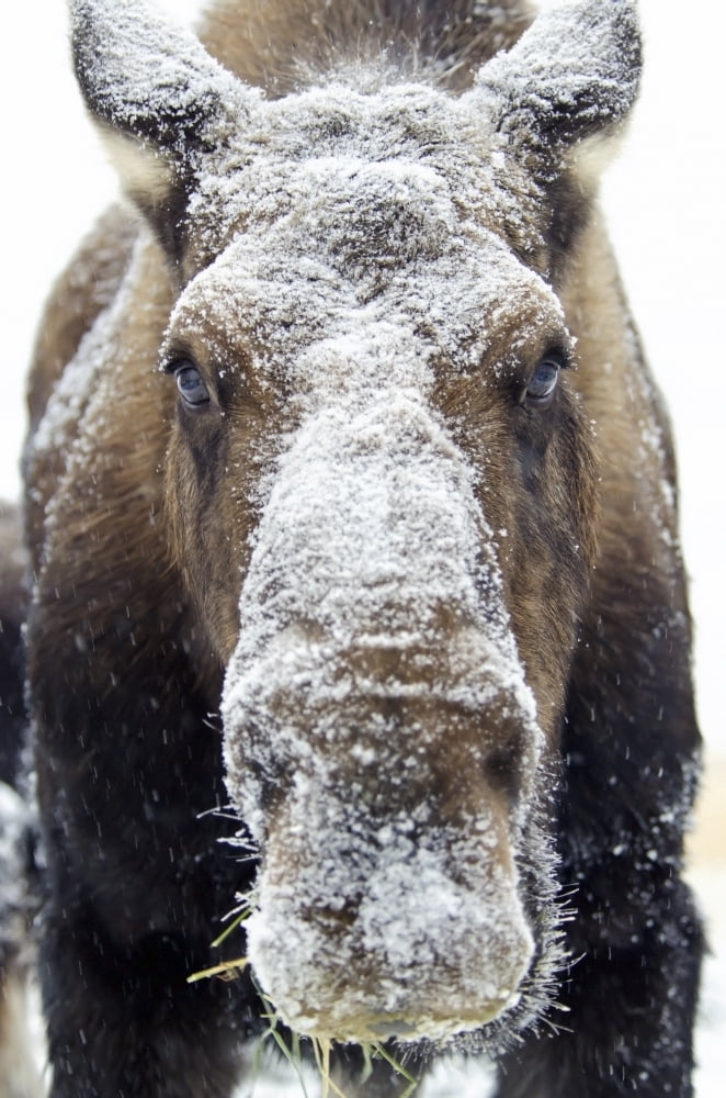 Moose (alces alces) face covered in snowYukon canada Canvas Art - Mark Newman Design Pics (12 x 19)