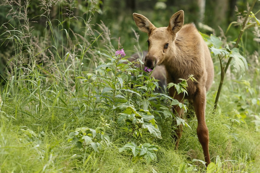Moose calf eats summer grasses & Fireweed in south Anchorage Southcentral Alaska Canvas Art - Jeff Schultz Design Pics (19 x 12)