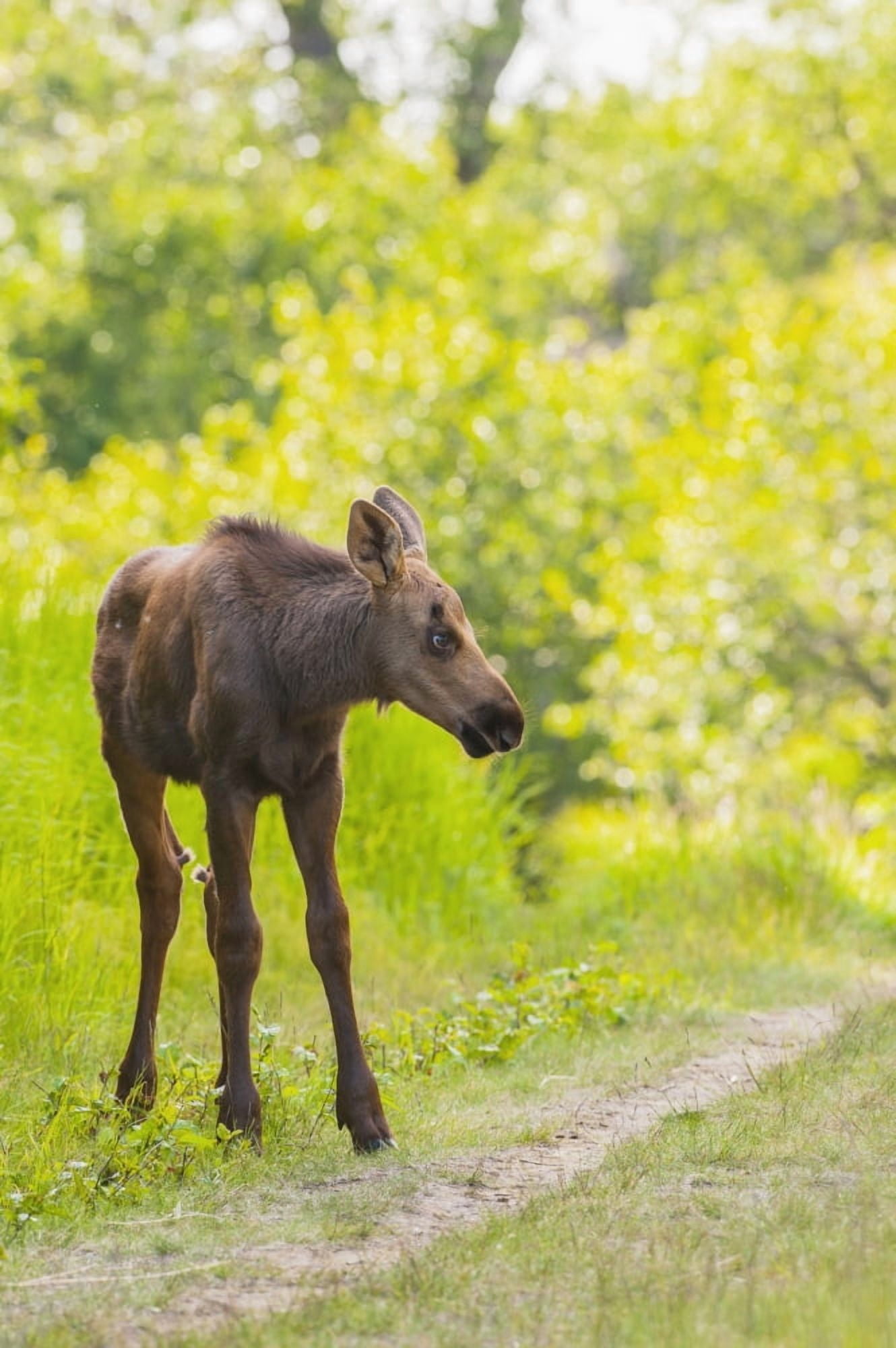 Moose calf in Kincaid Park Anchorage Southcentral Alaska summer Canvas Art - Michael Jones Design Pics (12 x 19)