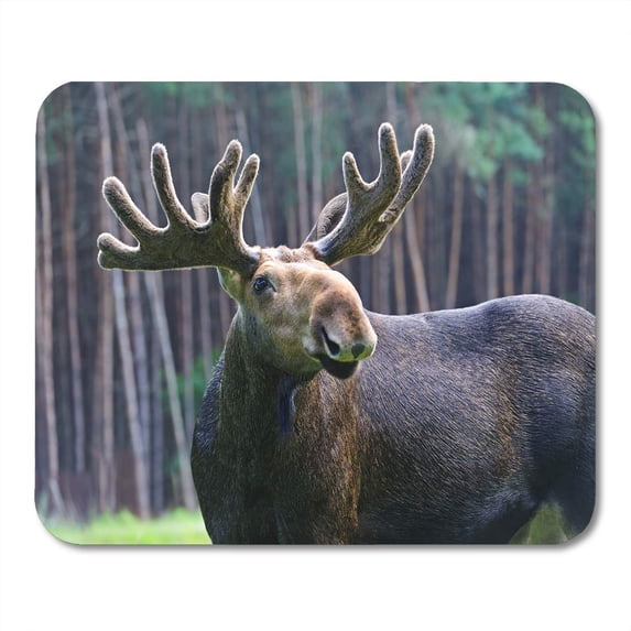 Moose in Their Natural Habitat themes Artiodactyls Fauna Mousepad Mouse Pad Mouse Mat 9x10 inch