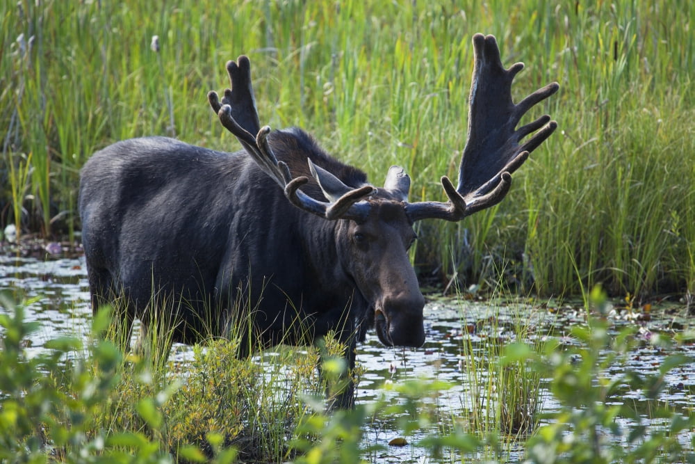 Moose near Lake Opeongo Algonquin Provincial Park Ontario Canada Canvas Art - Carl Bruemmer Design Pics (19 x 12)