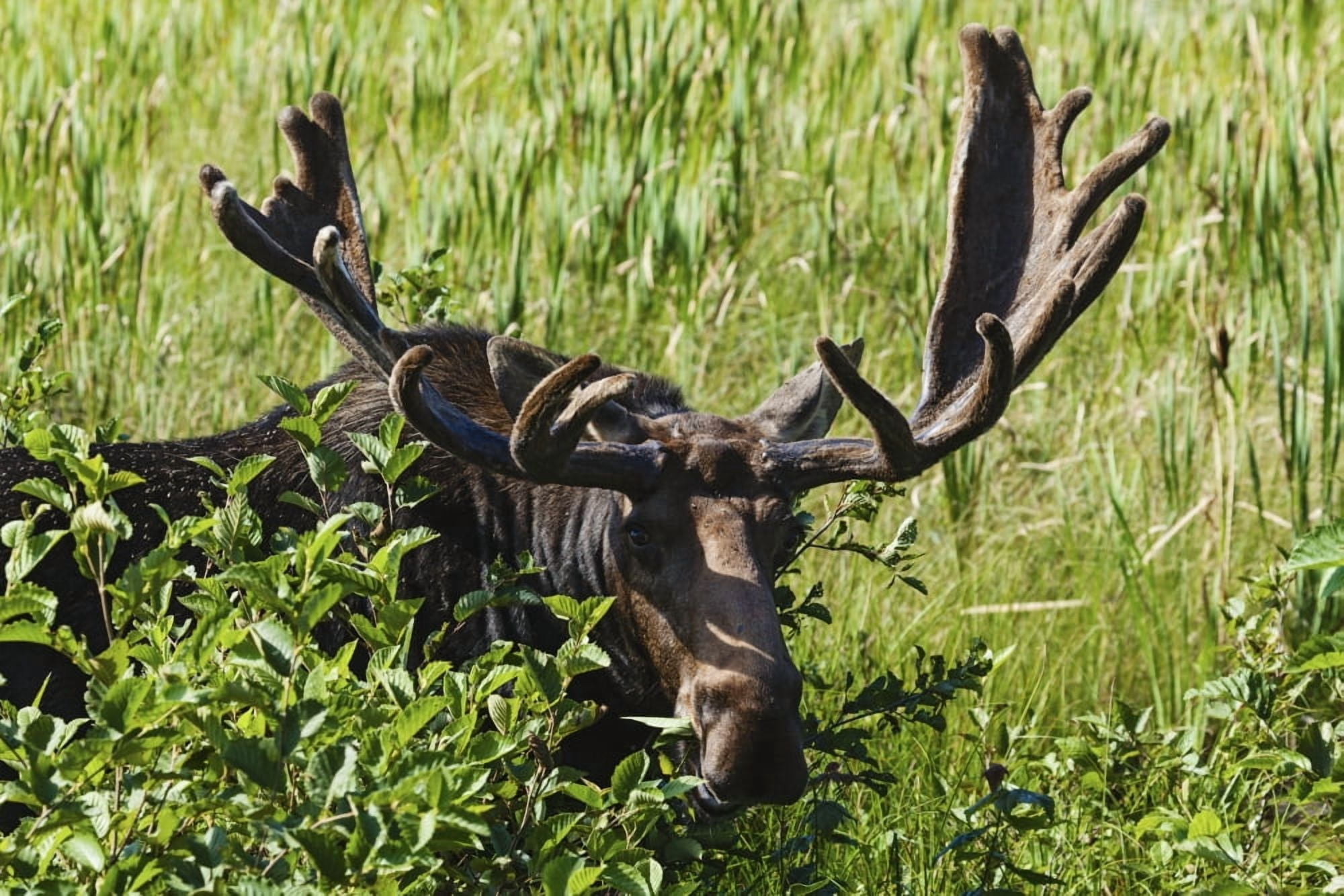 Moose near Lake Opeongo Algonquin Provincial Park Ontario Canada Canvas Art - Carl Bruemmer Design Pics (19 x 12)