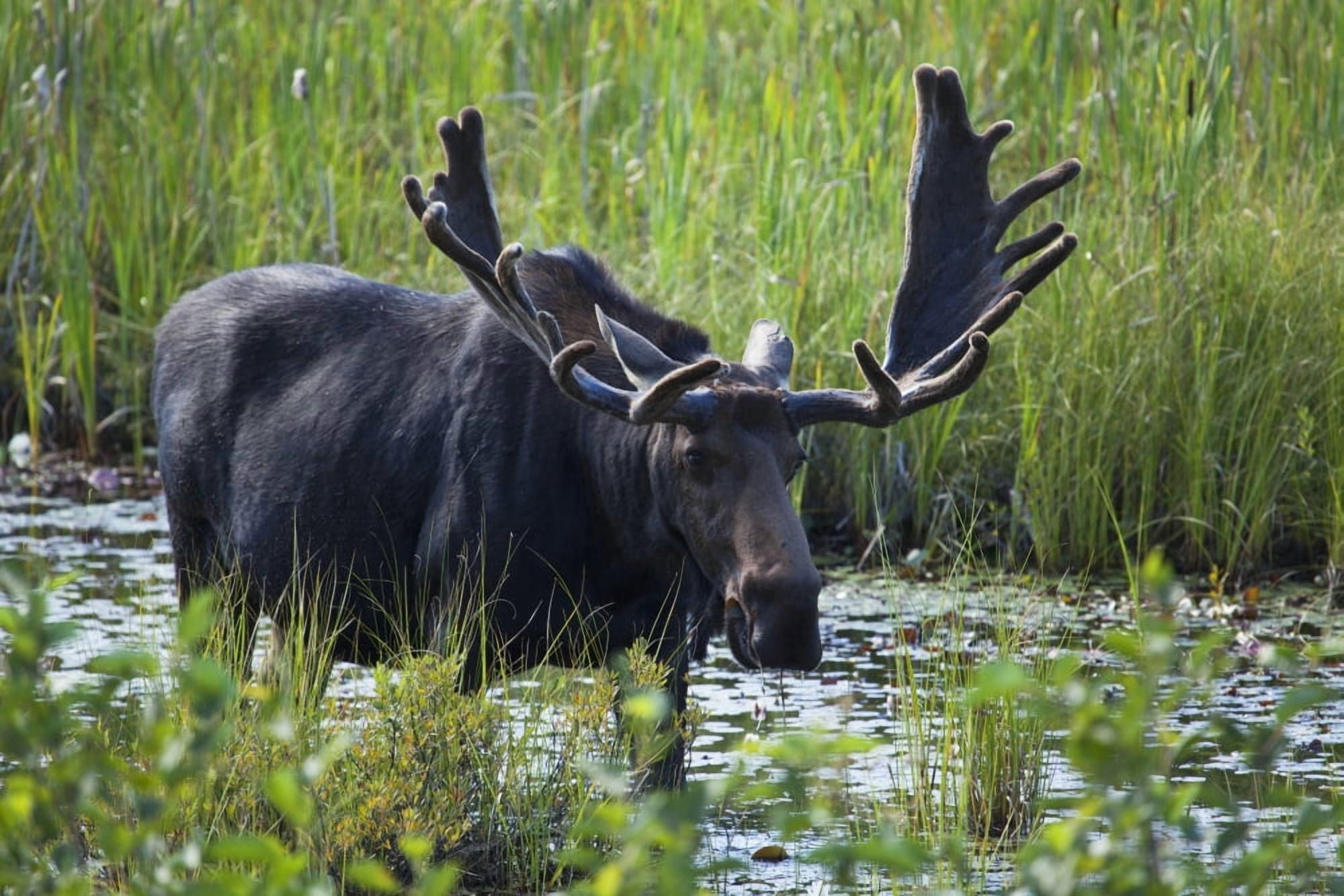 Moose near Lake Opeongo Algonquin Provincial Park Ontario Canada Canvas Art - Carl Bruemmer Design Pics (38 x 24)
