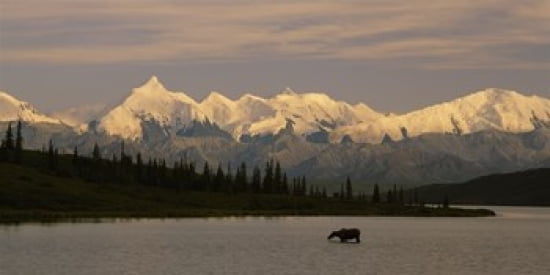 Moose standing on a frozen lake Wonder Lake Denali National Park Alaska USA Canvas Art - Panoramic Images (24 x 12)