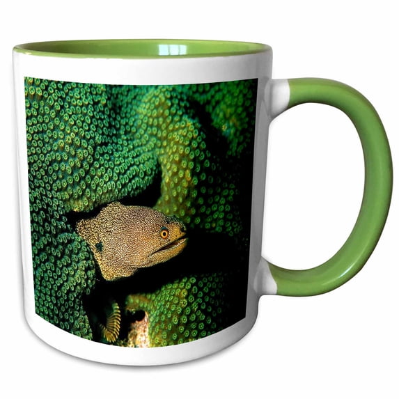 3drose, Moray Eel, 11oz Two-tone Green Mug