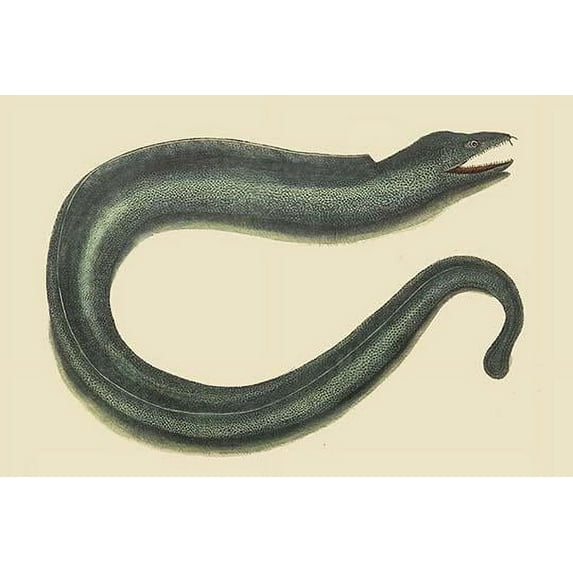Moray Eel-Fine Art Canvas Print (20" x 30")
