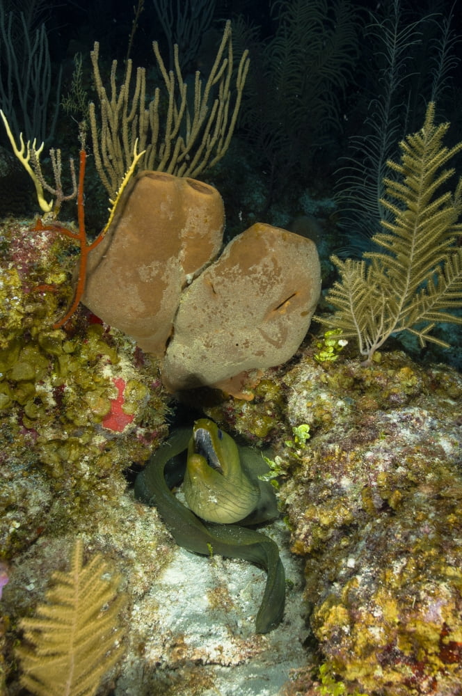 Moray eel Belize Canvas Art - Todd WinnerStocktrek Images (12 x 18)