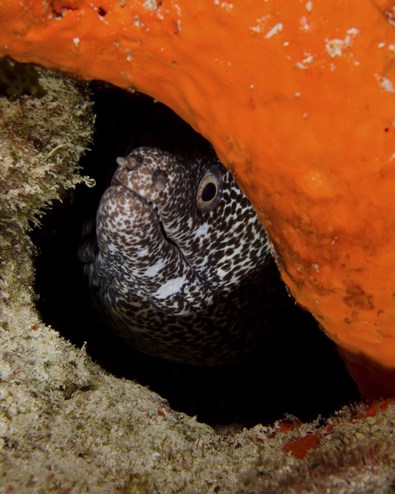 Moray eel peeking its head through a reef in Curacao Canvas Art - Brent BarnesStocktrek Images (25 x 32)