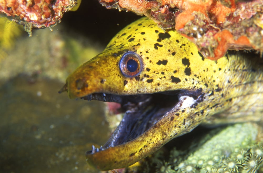 Moray eel with mouth open Indonesia Canvas Art - Beverly FactorStocktrek Images (35 x 23)