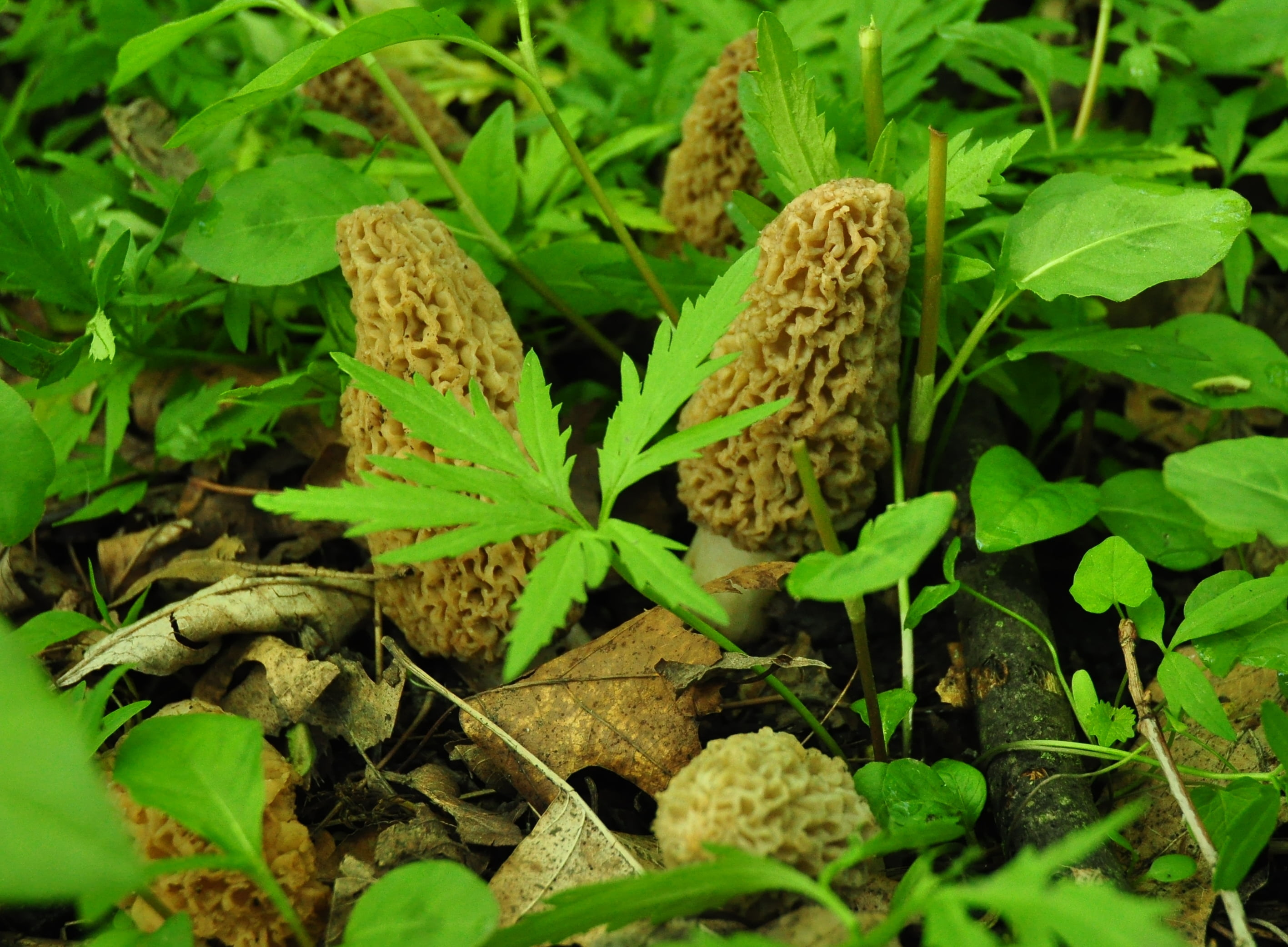 Morel Mushroom Outdoor Grow Kit