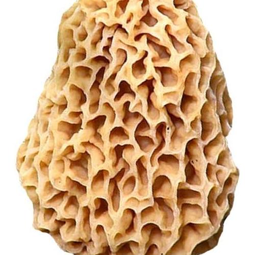 Morel Mushroom Sawdust Bag Spores In Sawdust Bag Garden Mushroom Seed