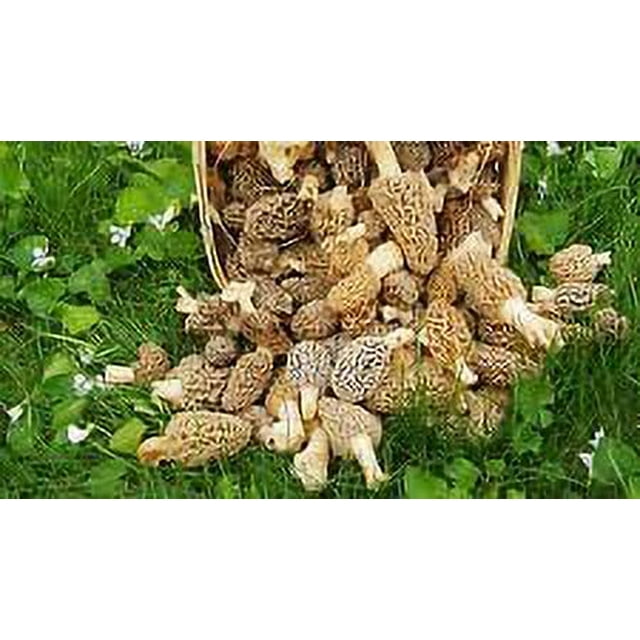 Morel Mushroom Spores In Sawdust Garden Seed Spore Kit From WV 5 Gallon