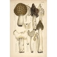 thumbnail image 1 of Morel, Saddle And Helvella Mushrooms Poster Print By ® Florilegius Mary Evans (18 X 24), 1 of 3