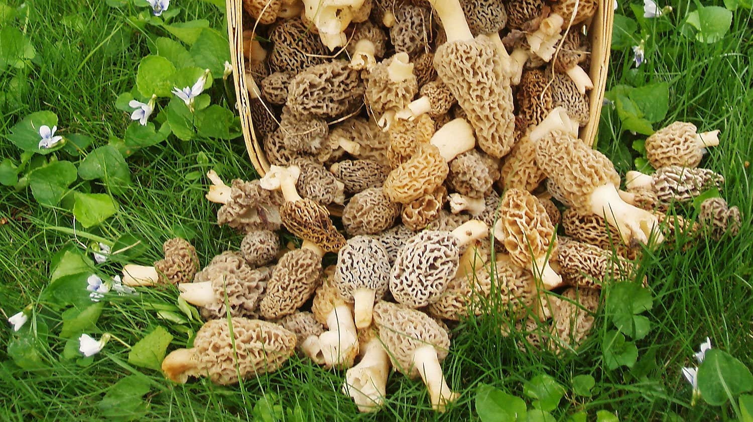 Large Morel Mushroom Grow Kit Fresh Morel Spores and Sawdust Spawn