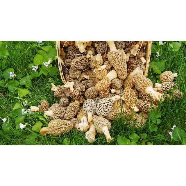 Large Morel Mushroom Grow Kit Fresh Morel Spores and Sawdust Spawn Seed, 25 Gallon Kit
