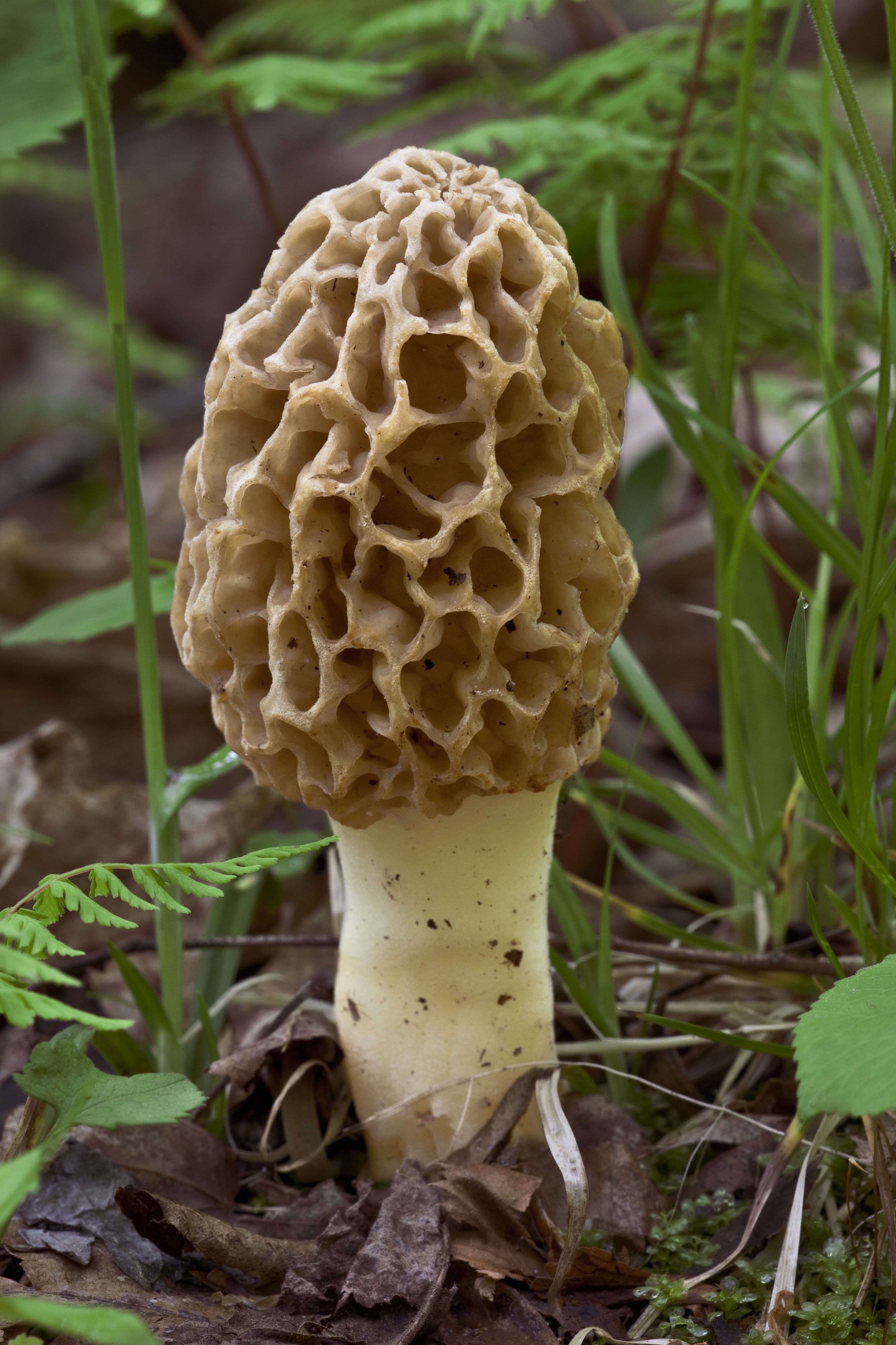 Morello Mushroom Sawdust Grow Kit, 40g (Pack of 1) Home Cultivation