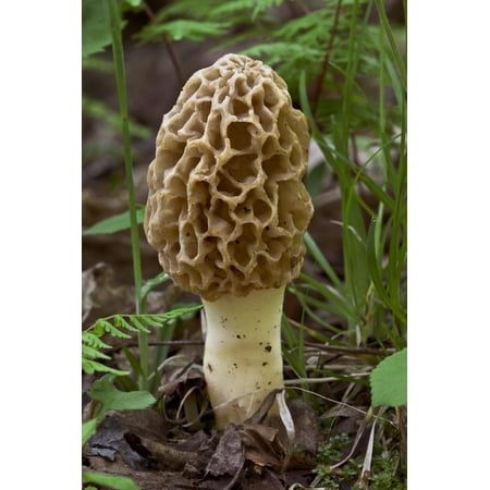 Morello Mushroom Morel Mushroom Sawdust Grow Kit - 40 Grams (Pack of 1) - Easy to Cultivate Prized Mushrooms at Home