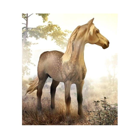 Morgan Stallion