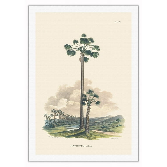 Moriche Palm Tree (Mauritia Vinifera) - Vintage Botanical Illustration by Carl Friedrich Philipp von Martius c.1820s - Fine Art Rolled Canvas Print 27in x 40in
