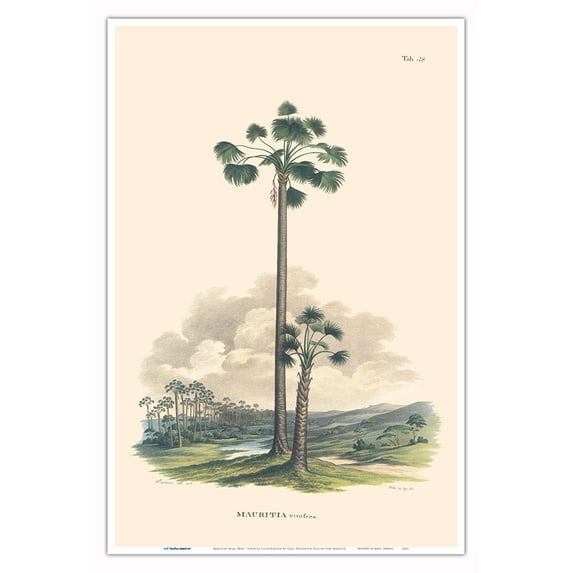 Moriche Palm Tree (Mauritia Vinifera) - Vintage Botanical Illustration by Carl Friedrich Philipp von Martius c.1820s - Master Art Print (Unframed) 12in x 18in
