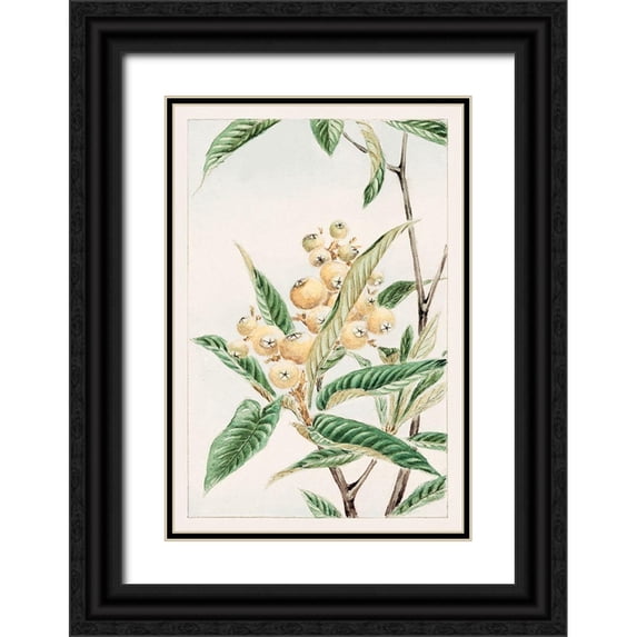Morikaga, Megata 17x24 Black Ornate Wood Framed with Double Matting Museum Art Print Titled - Biwa loquat