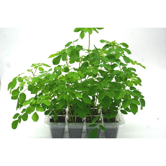 Moringa Grow Kit-12 Cell Greenhouse-Includes Organic Moringa Seeds, Soil, Moringa Tree Grow Kit, Moringa Plant & Moringa Seed Instruction