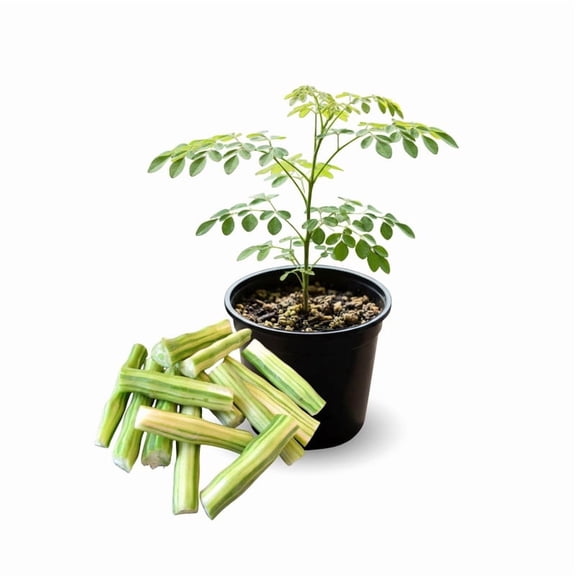 Moringa Oleifera Live Plant, Starter Tree in Pot, Moringa Oleifera Outdoor or Container Growing