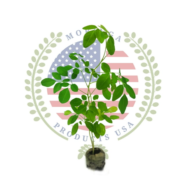 Moringa Plant 1 Live Moringa Seedling Organic Partial to Full Sun
