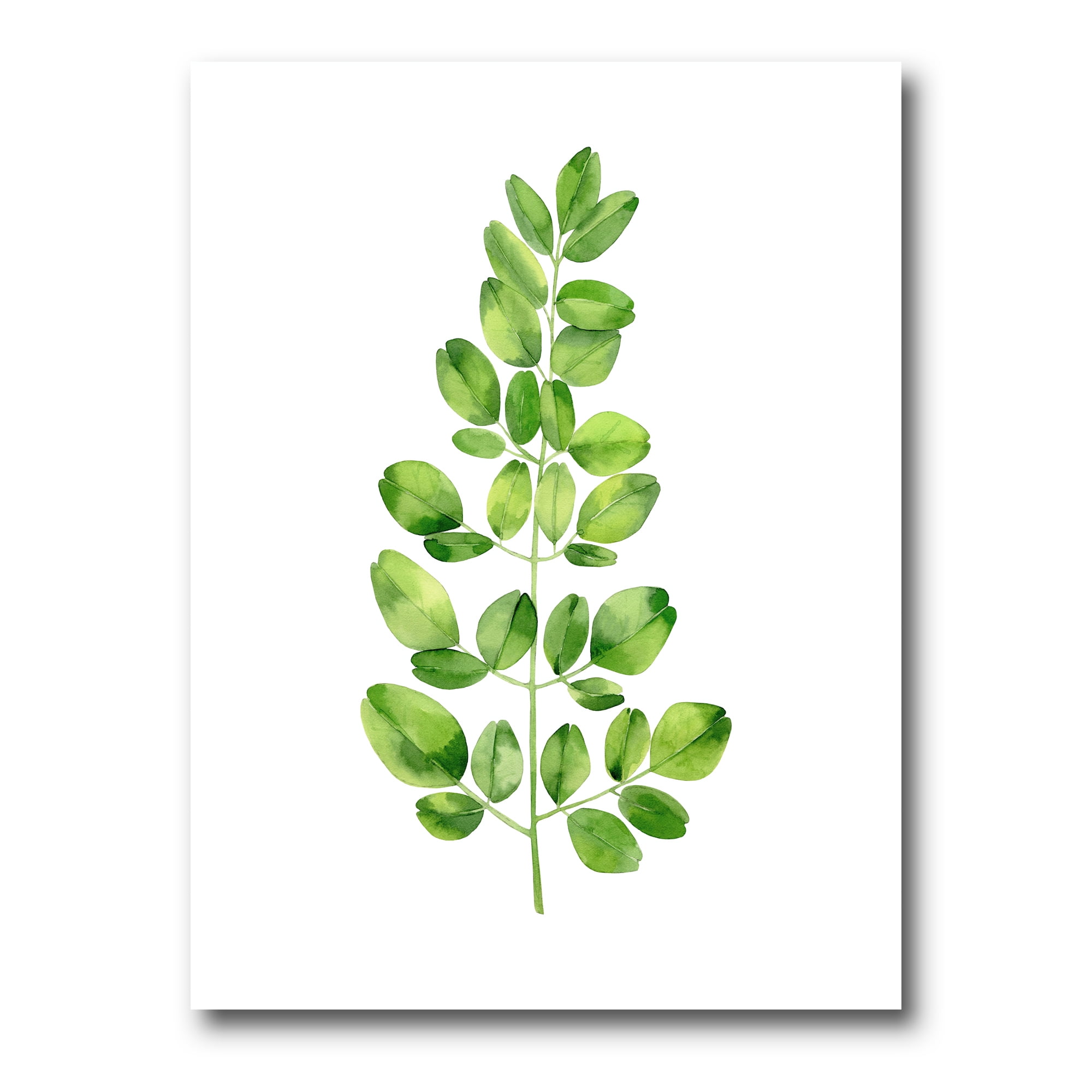 Moringa Plant Branch Tropical Tree Foliage 12 in x 8 in Painting Canvas Art Print, by Designart