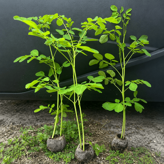 Live Moringa Tree Seedling 1 Foot Tall Moringa Oleifera Plant Miracle Tree Drumstick Tree Malunggay Edible Superfood Tree Live Plant for Planting