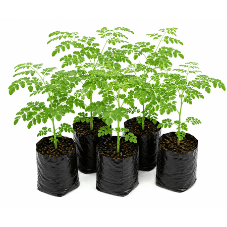 Moringa Plants Live (5 Pack) Moringa Tree with Free Moringa Seeds - Malunggay - Shobhanjana - Marango - Drumstick Tree - Moringa Oleifera Tree