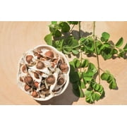 Moringa Seeds 30 Count - Large - Pkm1 Variety - Local Organic non-gmo - %95 Germination Rate