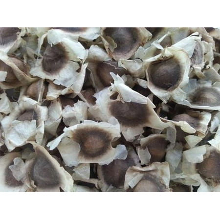 Moringa Seeds 300 Count - 95% Germination Rate - Pkm1 Variety