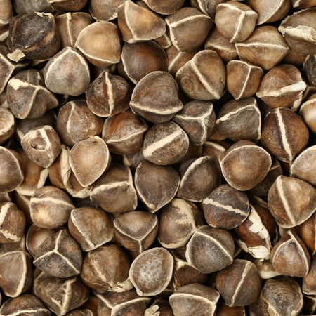 Moringa Seeds for Planting - 1 Lb Bulk ~1,360 Seeds - Grow Moringa Seeds to Eat - Moringa Plant Tree Seedlings - Experience the Benefits of The Tree of Life, Moringa Oleifera