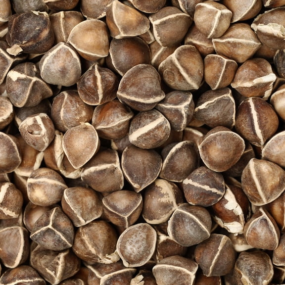 Moringa Seeds for Planting - 1 Lb Bulk ~1,360 Seeds - Grow Moringa Seeds to Eat - Moringa Plant Tree Seedlings - Experience the Benefits of The Tree of Life, Moringa Oleifera