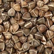 Moringa Seeds for Planting - 1 Lb Bulk 1,360 Seeds - Grow Moringa Seeds to Eat - Moringa Plant Tree Seedlings - Experience the Benefits of The Tree of Life, Moringa Oleifera