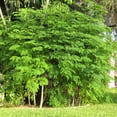 thumbnail image 1 of Moringa Tree Live Plant,  4-Inch Nursery Pot, Fast-Growing, Easy to Grow, 10-12" Tall, 1 of 6