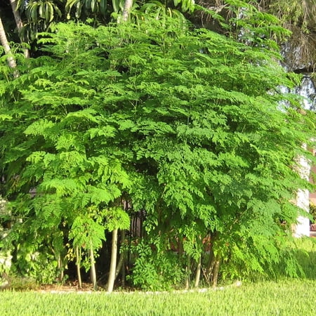 Moringa Tree Live Plant, 4-Inch Nursery Pot, Fast-Growing, Easy to Grow, 10-12" Tall