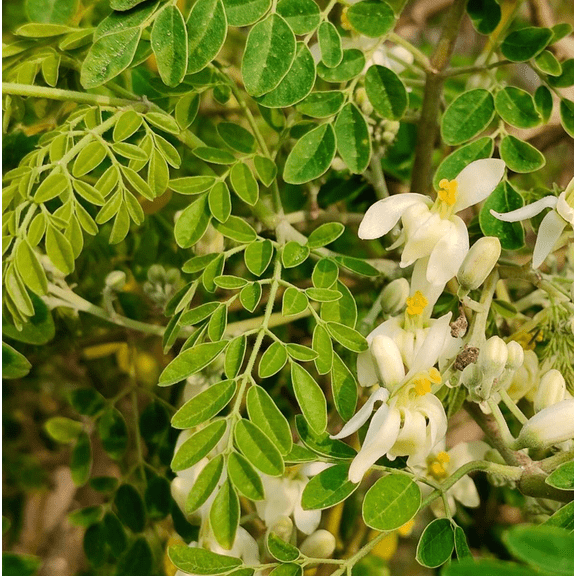 Moringa Tree Live Plant in 4 Inch Pot, 48 Inch Tall Moringa Oleifera Starter, Fast Growing Outdoor Tropical Tree for Garden or Container Growing