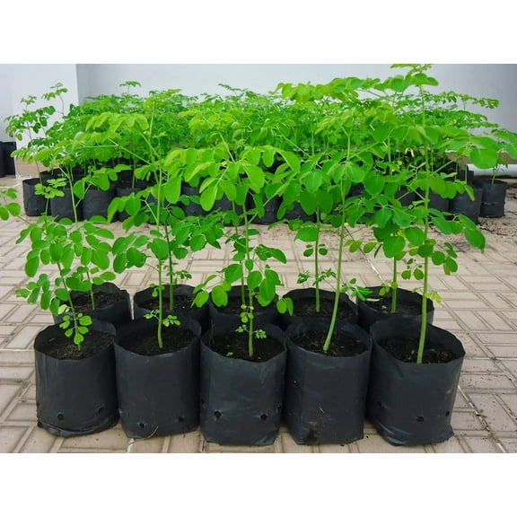 Moringa Tree - Live Tree in a 3 Gallon Pot - Moringa Oleifera - Native Tree Beautiful Lush Green Foliage