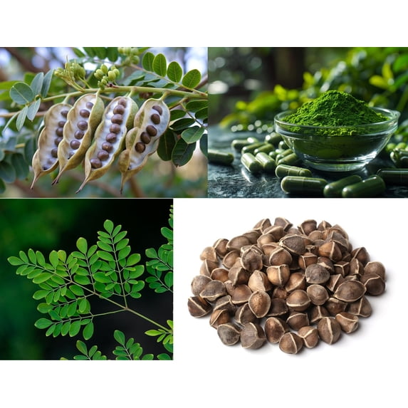 Moringa Tree Seeds for Growing - Grow Moringa Seeds to Eat - Moringa Plant Tree Seedlings - The Tree of Life, Moringa Oleifera (100 Seeds)